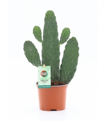 Opuntia
