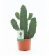 Opuntia