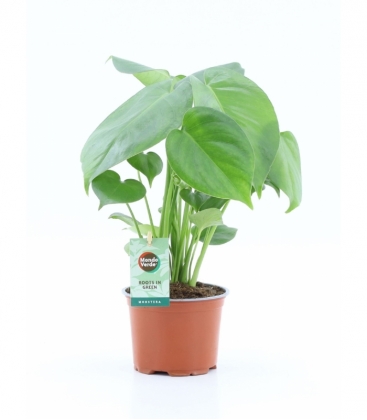 Monstera
