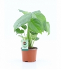 Monstera