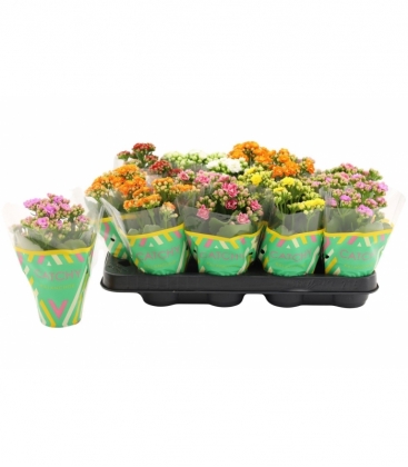 Kalanchoe