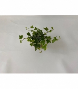 Hedera