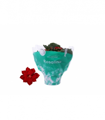 Kalanchoe