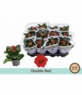 Kalanchoe
