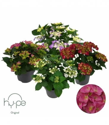 Hydrangea