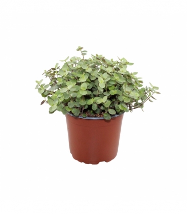 Callisia