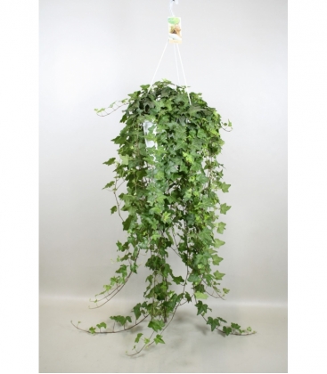 Hedera