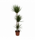Dracaena