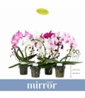 Phalaenopsis