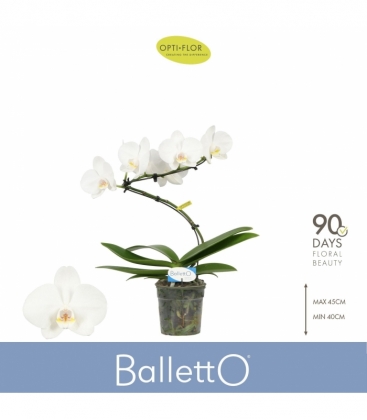 Phalaenopsis