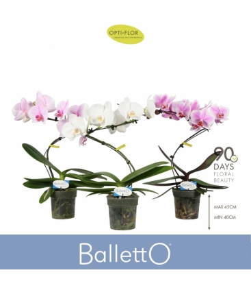 Phalaenopsis