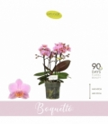 Phalaenopsis