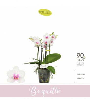 Phalaenopsis