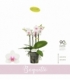Phalaenopsis