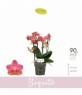 Phalaenopsis