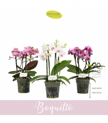 Phalaenopsis