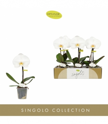 Phalaenopsis