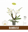 Phalaenopsis