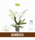 Phalaenopsis