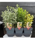 Euonymus