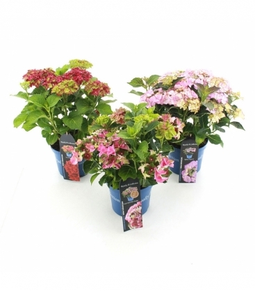 Hydrangea