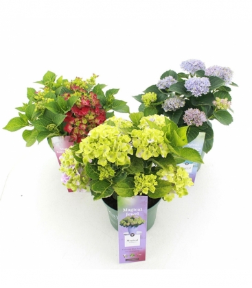 Hydrangea