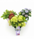 Hydrangea