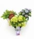 Hydrangea