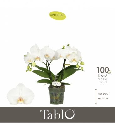 Phalaenopsis
