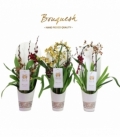 Orchids