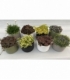 rockplants