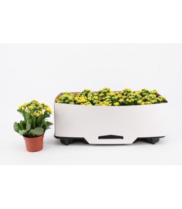 Kalanchoe
