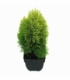 Platycladus
