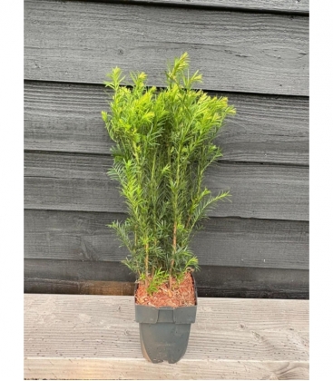 Taxus