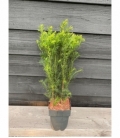 Taxus