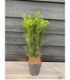 Taxus