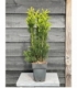 Taxus