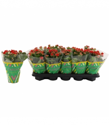 Kalanchoe