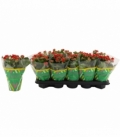 Kalanchoe