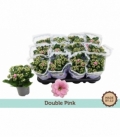 Kalanchoe
