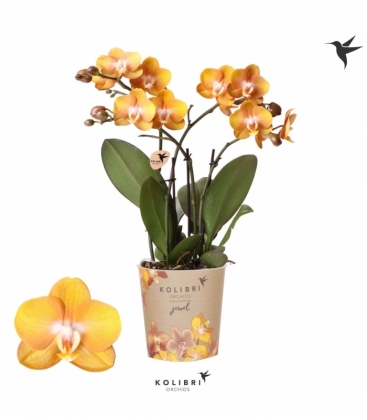 Phalaenopsis