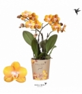 Phalaenopsis