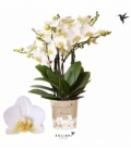 Phalaenopsis