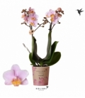 Phalaenopsis