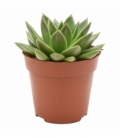 Echeveria