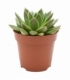 Echeveria
