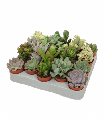 succulents