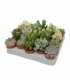 succulents