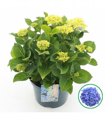 Hydrangea
