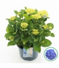 Hydrangea